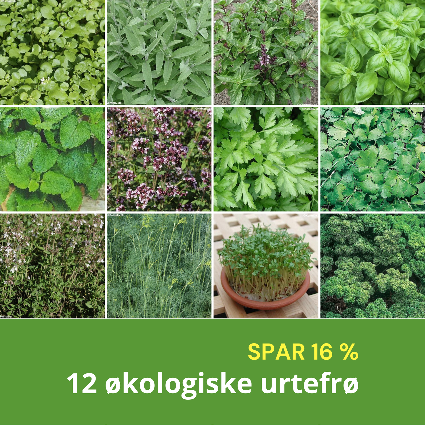 ØKOLOGISKE KRYDDERURTER, 12 udvalgte frøsorter