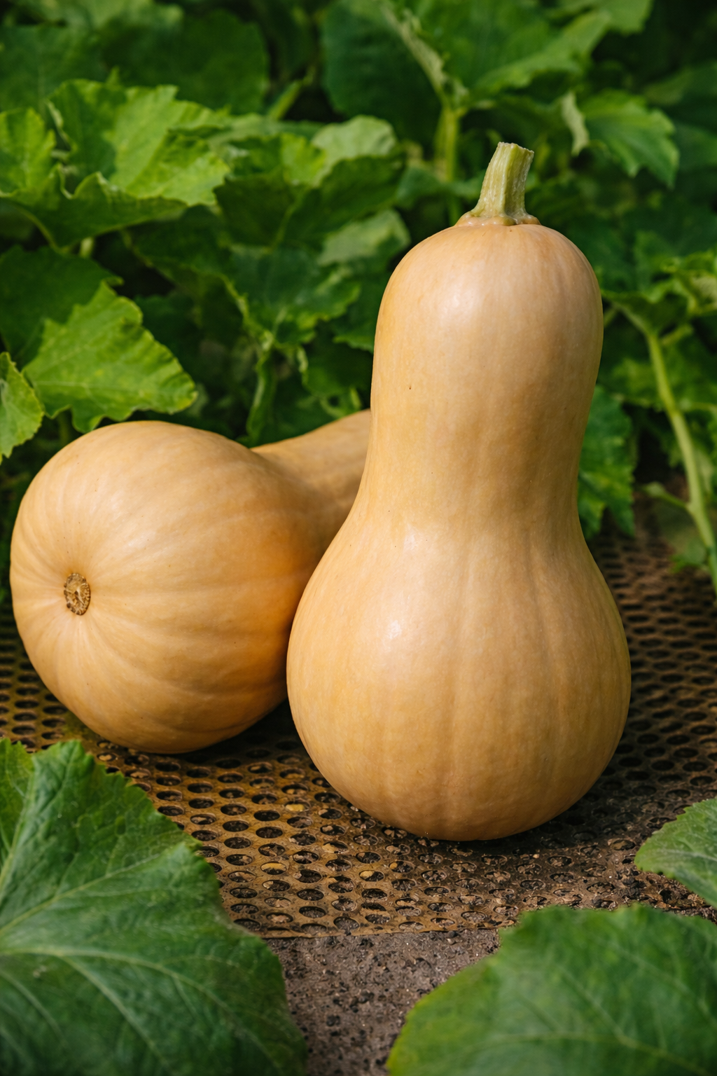 Græskar - "Violina"