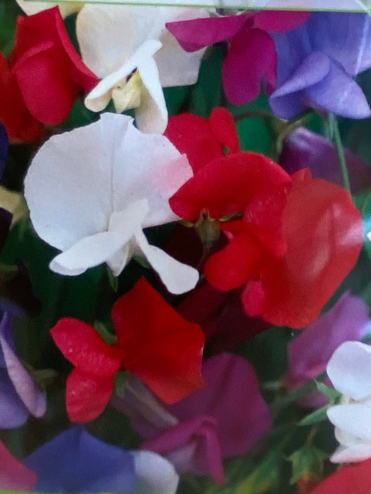 Ærteblomst, Spencer