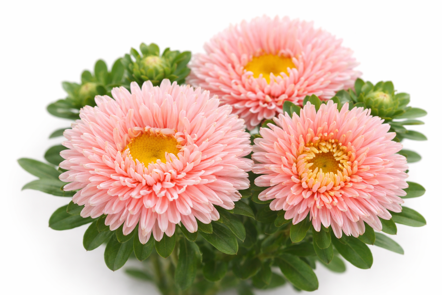 Asters - Matsumoto Apricot
