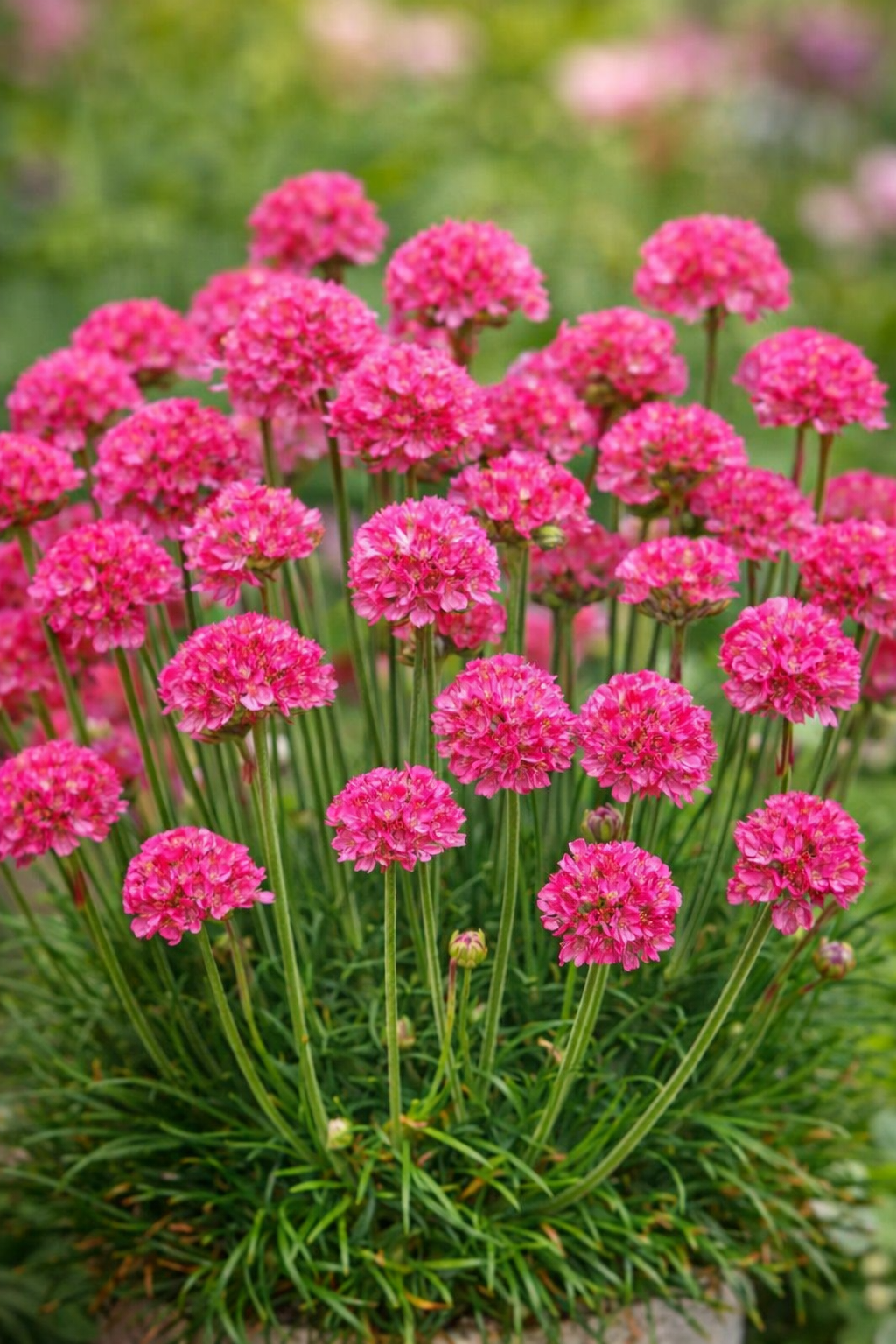 Engelskgræs ‘Willd’