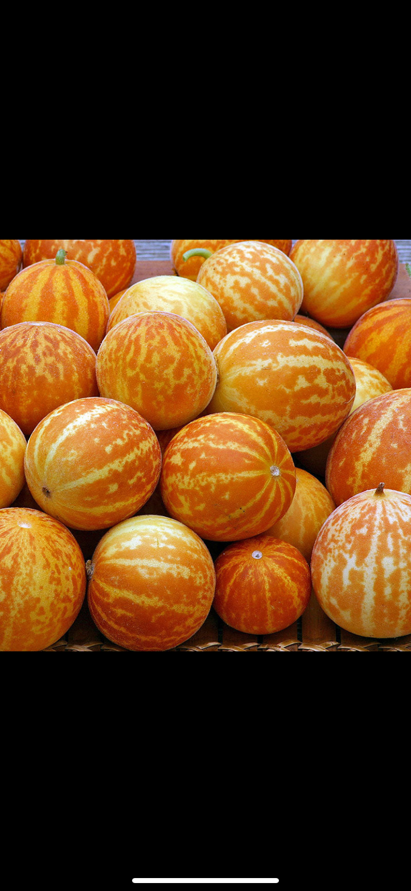 Duftmelon - Queen Anne´s Pocket