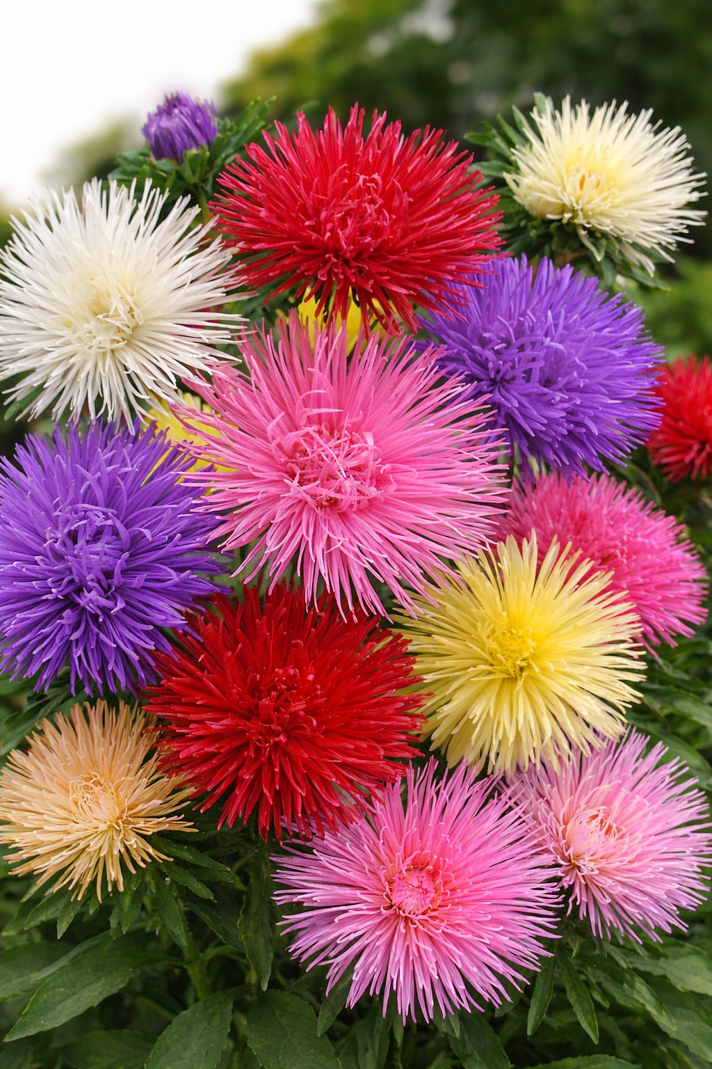 Callistephus chinensis 'Unicum', Sommerasters