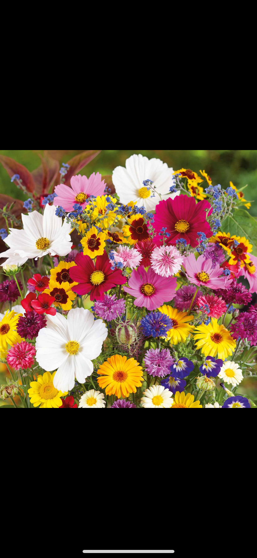 Blomsterblanding - Last Minute