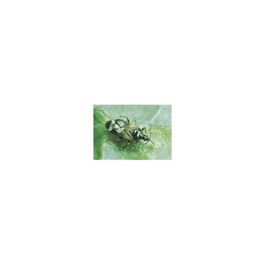 Anthocoris næbtæge mod bøgebladlus, 200 stk (gratis fragt)