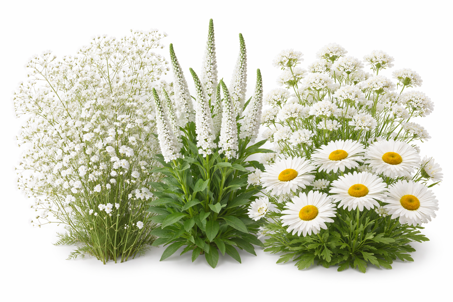 Den hvide blomsterhave