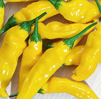 Chilipeber 'Hot Lemon'