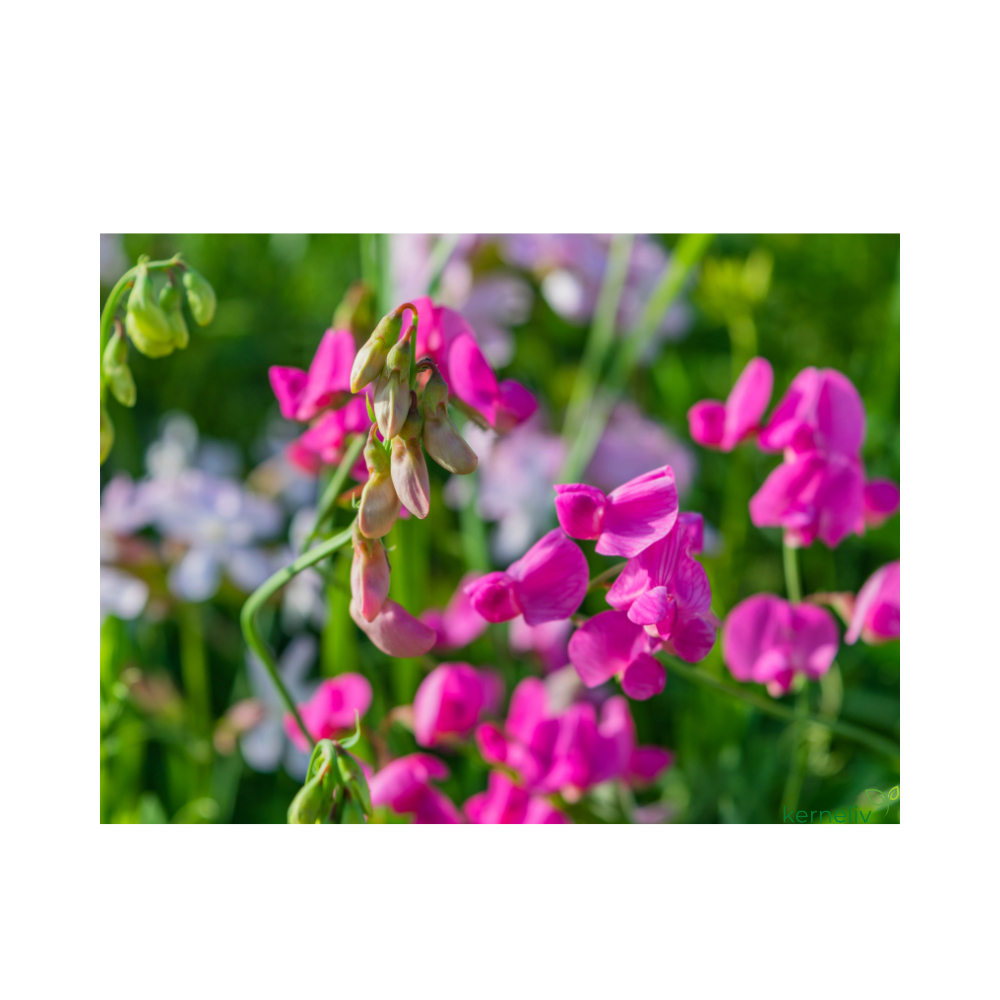 Ærteblomst blanding "Lathyrus odoratus" Smell of summer