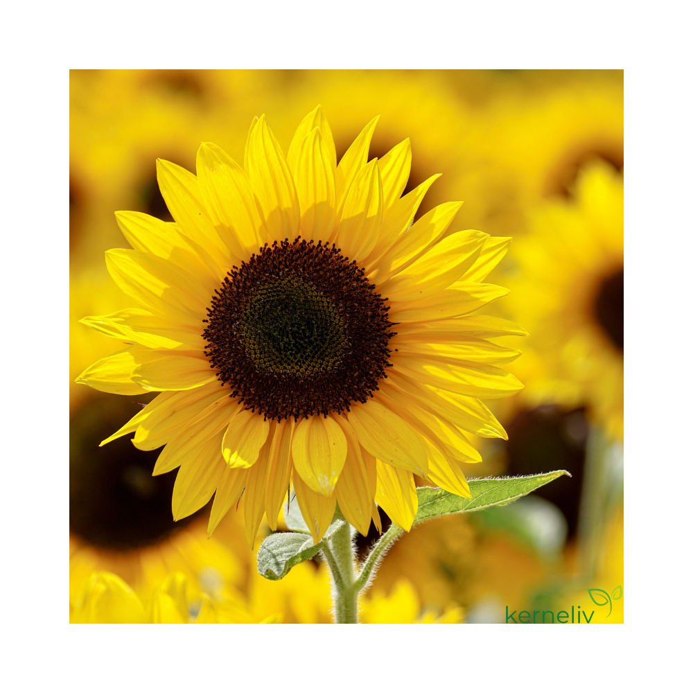 Dværgsolsikke - 'Sunspot Gold'