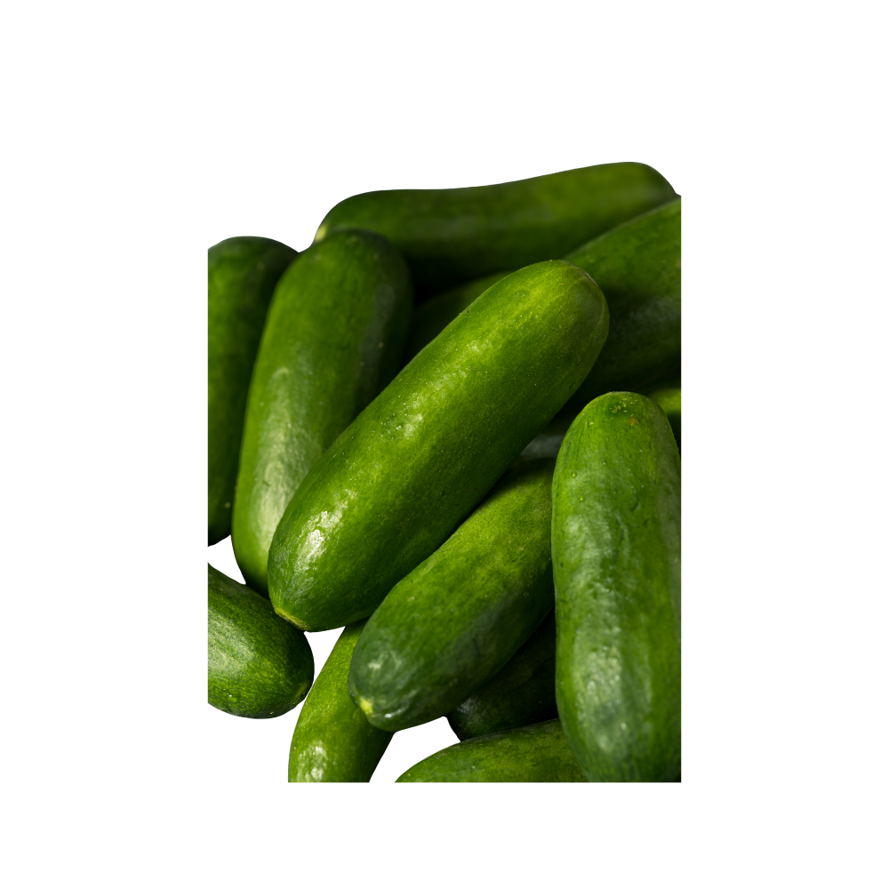 Velsmagende Ampel-Agurk ‘Hopeline F1’