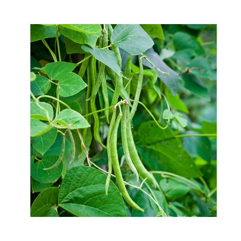 Stangbønne - Sunset