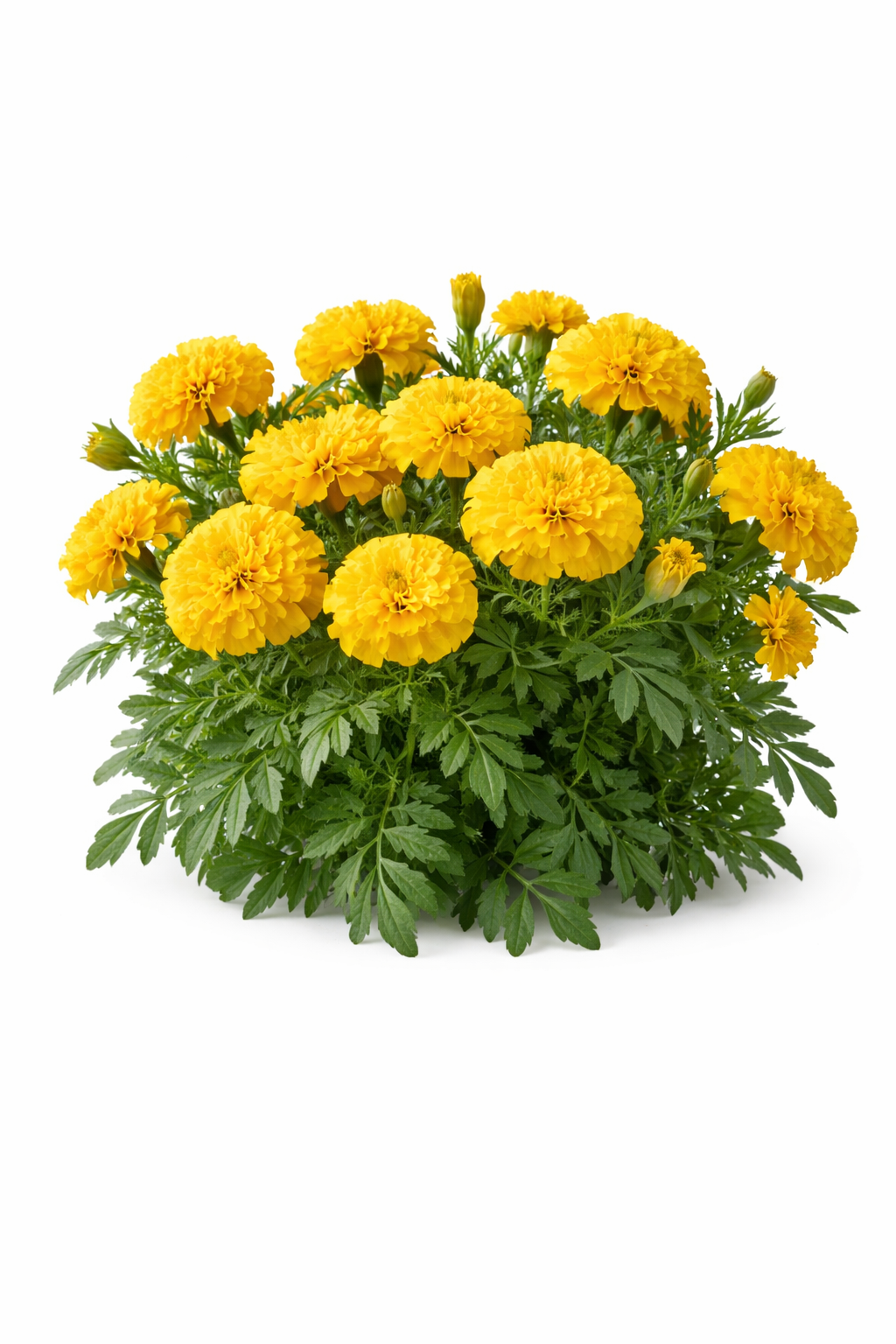 Fransk Fløjlsblomst - Yellow Jacket