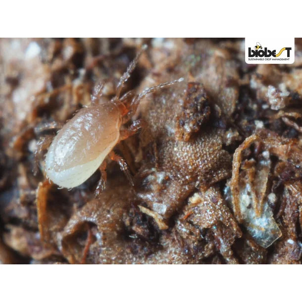 Hypoaspis Jordrovmider, 25000 stk (gratis levering)