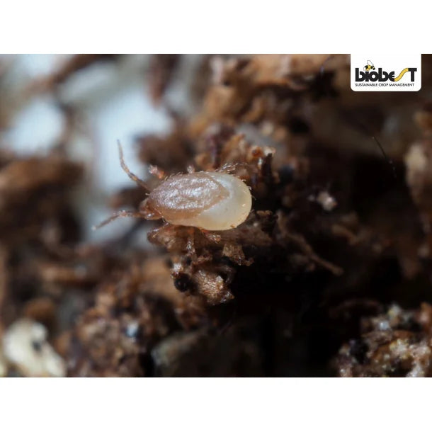 Hypoaspis Jordrovmider, 25000 stk (gratis levering)