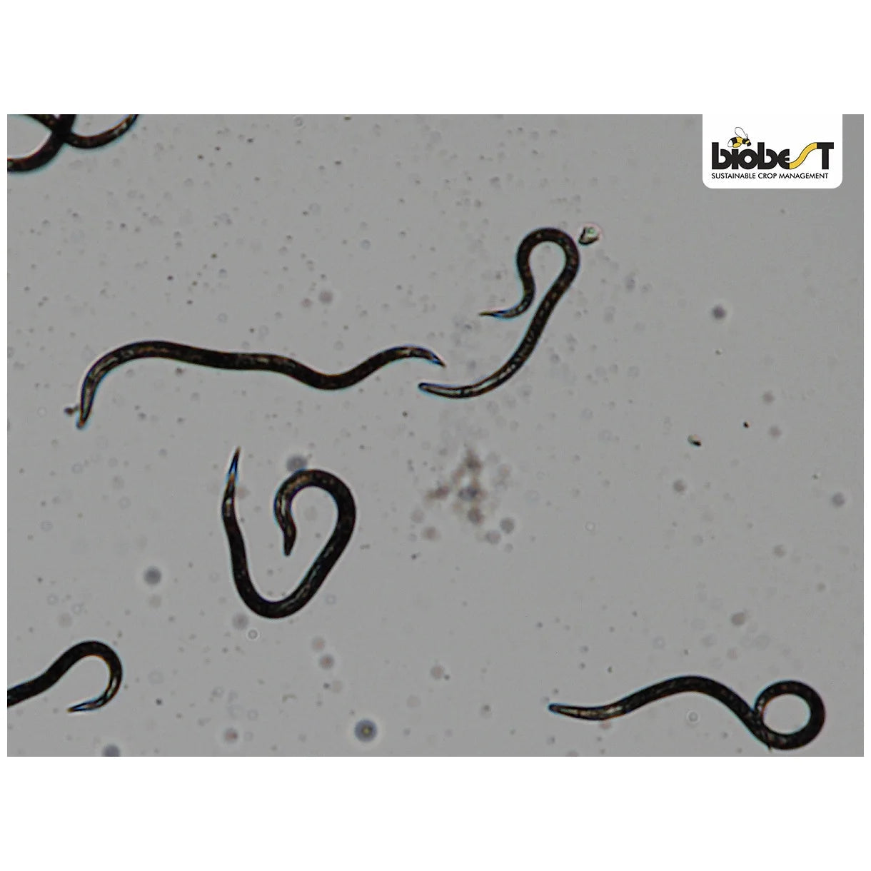 Nematoder mod stankelbenslarver 250 mio 300-500 kvm.