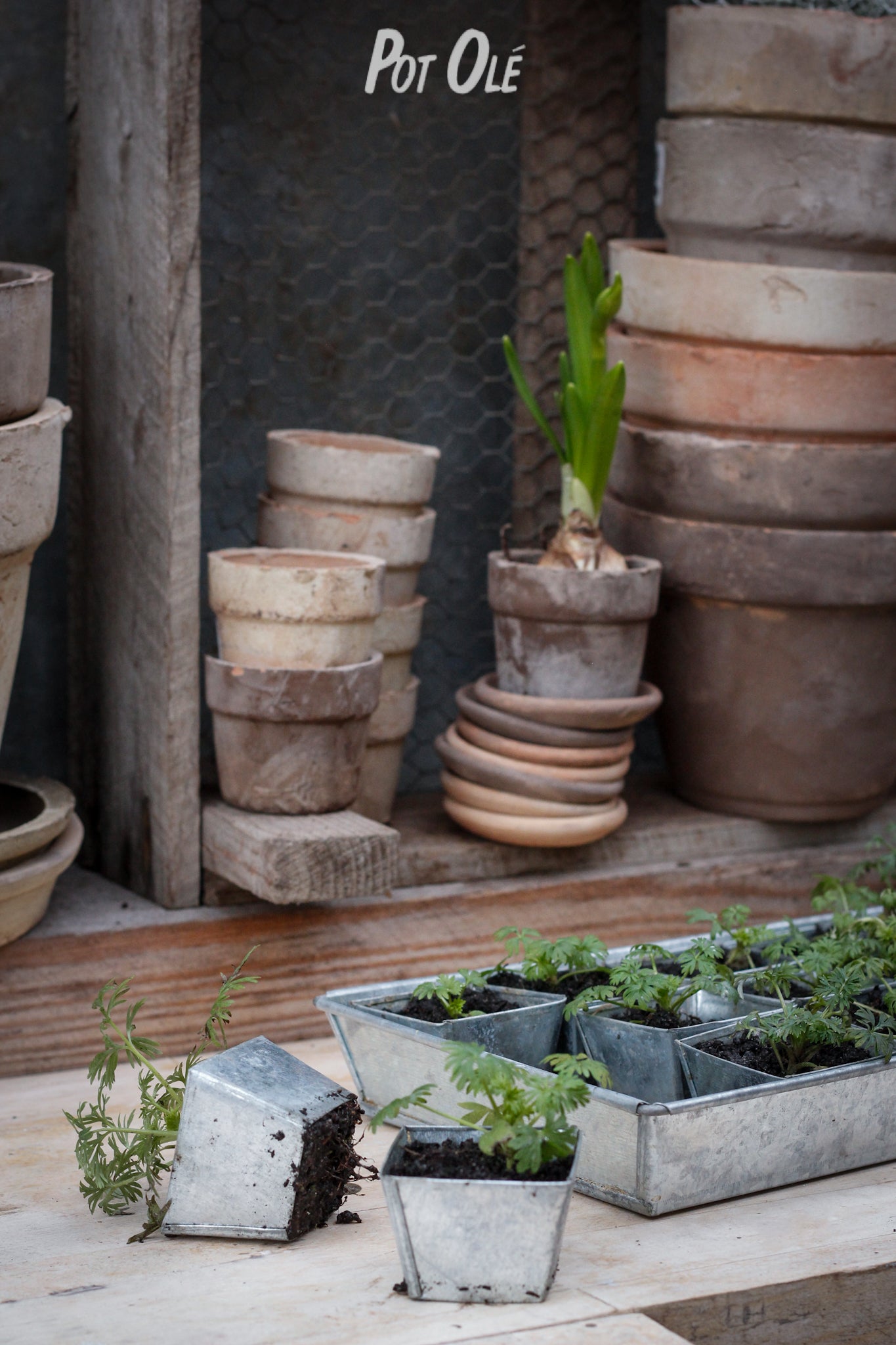 Spirebakke i zink med 30 potter