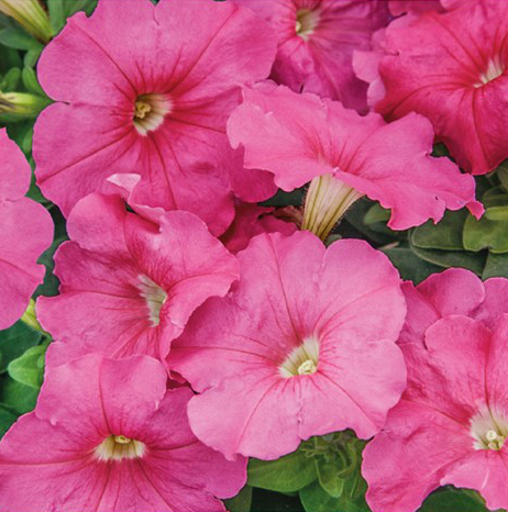 Petunia 'EZ Rider Deep Pink'