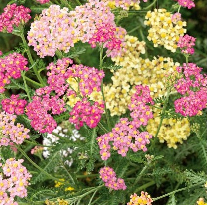 Røllike, Achillea filipendulina 'Pastel F2'