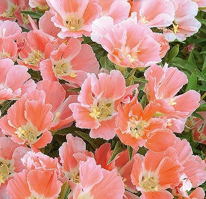 Atlaskblomst, Godetia gradiflora 'Salmon Princess'