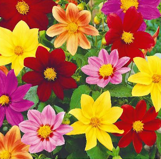 Dahlia Pinnata 'Piccolo mignon', Dahlia