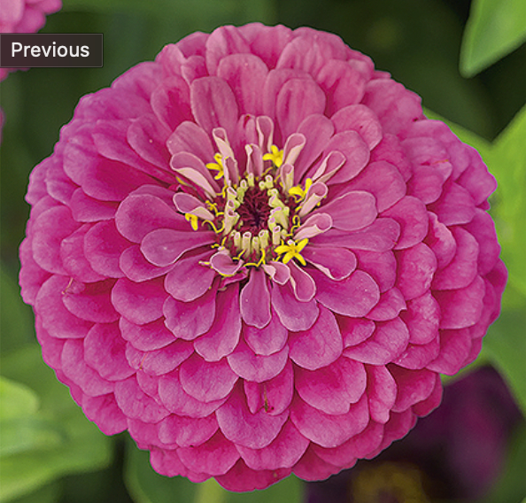 Zinnia elegans dahlienflora 'ZINNIA DREAM', Frøkenhat