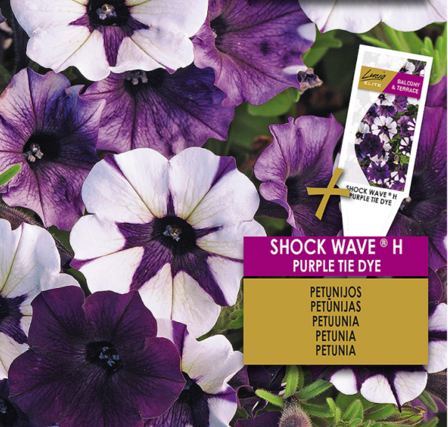 Petunia hybrida 'PETUNIA HYBRIDA PURPLE TIE DYE' , Petunia