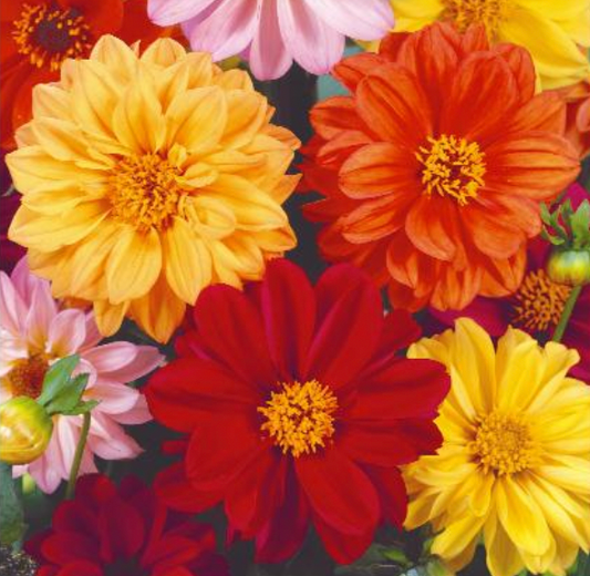 Dahlia Pinnata Cav. 'DAHLIA UNWIN', Dahlia pinnata