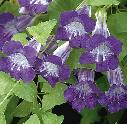 Klatre løvemund, Asarina Scandens 'VIOLET'