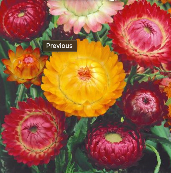 Helichrysum bracteatum 'Tom Thumb Mix'