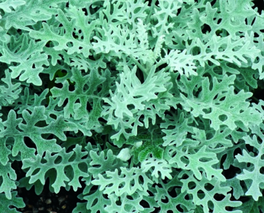 Senecio cineraria 'SILVER RAGWORT CANDICANS', Gråblad