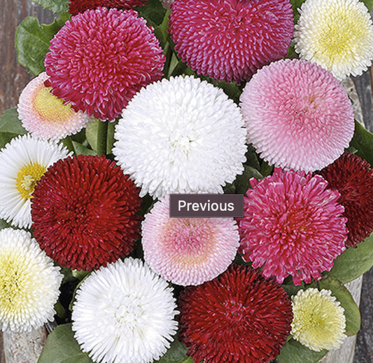 Bellis perennis 'DAISY', Tusindfryd