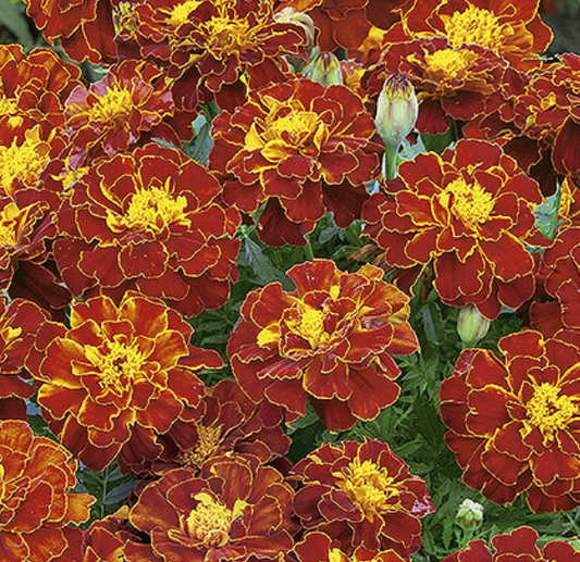 Tagetes patula 'FRENCH MARIGOLD CARMEN', fløjlsblomst