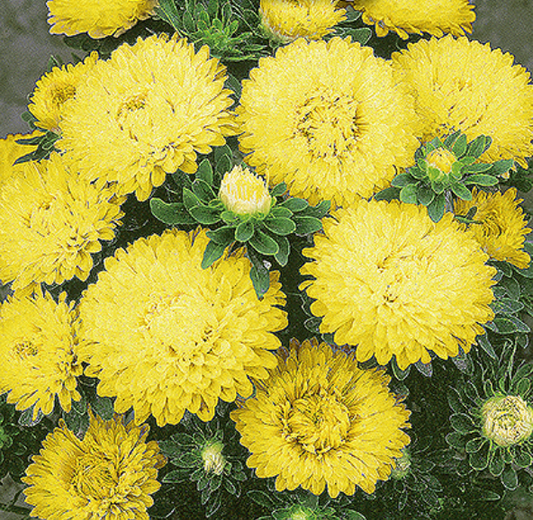 Asters, Callistephus chinensis 'COLOUR CARPET'