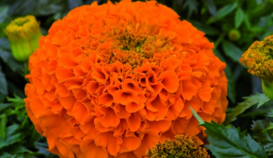 Tagetes erecta 'CLINTON', fløjlsblomst