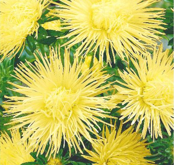 Asters, Callistephus chinensis 'UNICUM YELLOW'