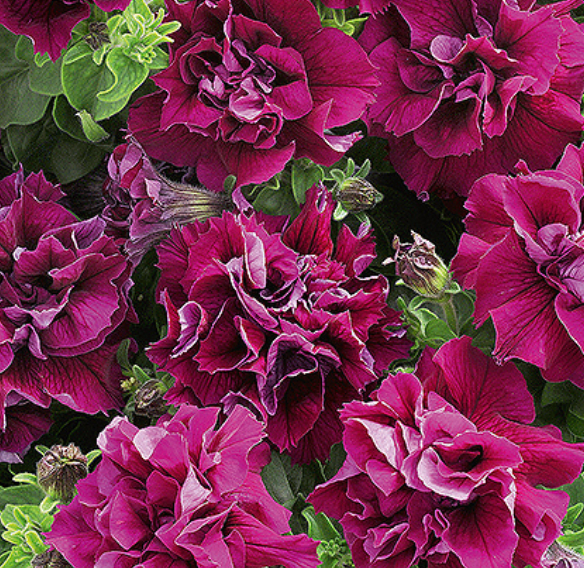 Petunia hybrida 'PETUNIA DOUBLE DUO BURGUNDY', petunia