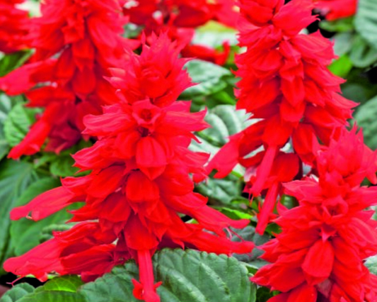 Pragtsalvie, 'SCARLET PICCOLO'
