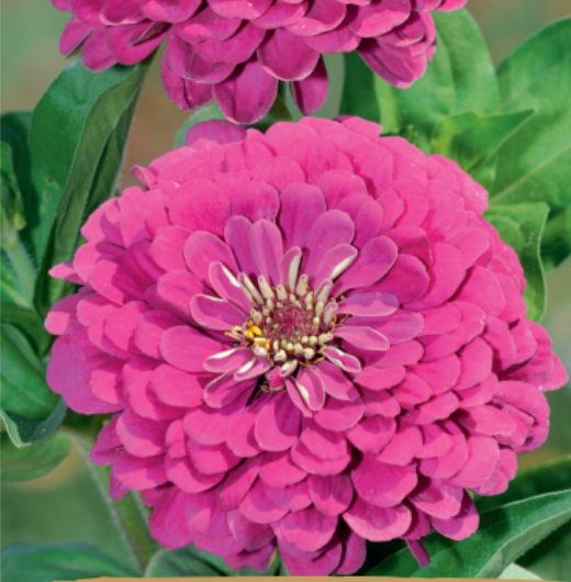 Zinnia elegans dahlienflora 'ZINNIA DREAM', frøkenhat