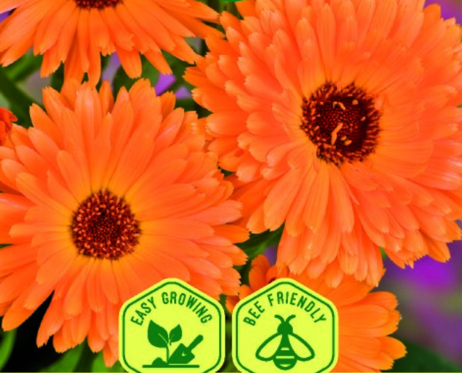 Calendula officinalis 'POT MARIGOLD ART SHADES', Havemorgenfrue
