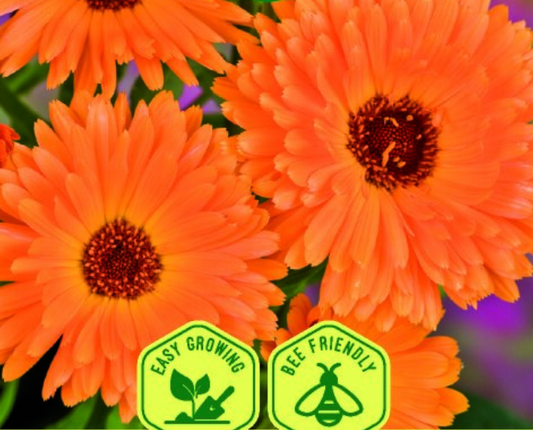 Calendula officinalis 'POT MARIGOLD ART SHADES', Havemorgenfrue