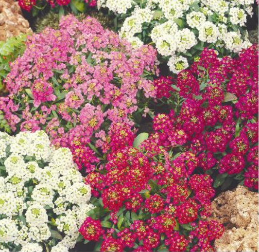 Lobularia maritima 'SWEET ALYSSUM MAGIC CIRCLES', Biblomme