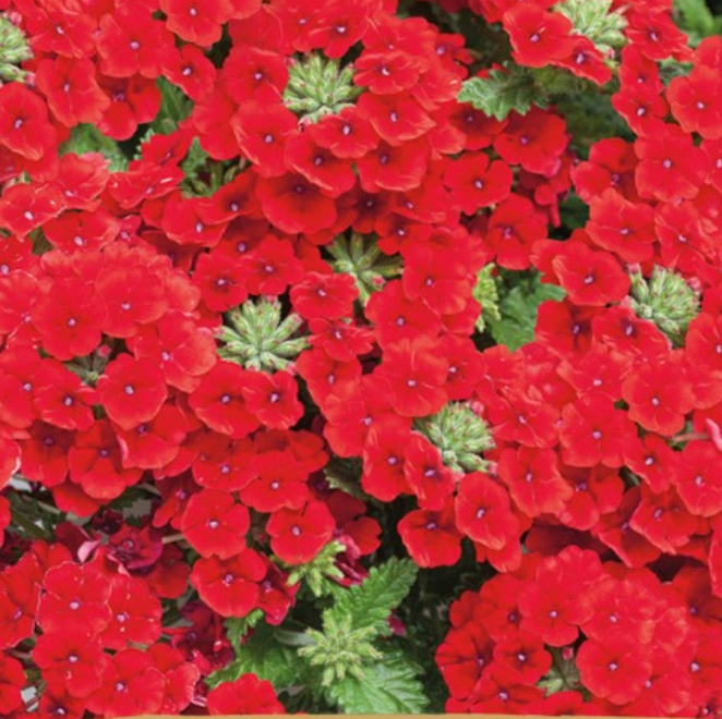Verbena, Verbena x hybrida Voss 'QUARTZ H, RED'