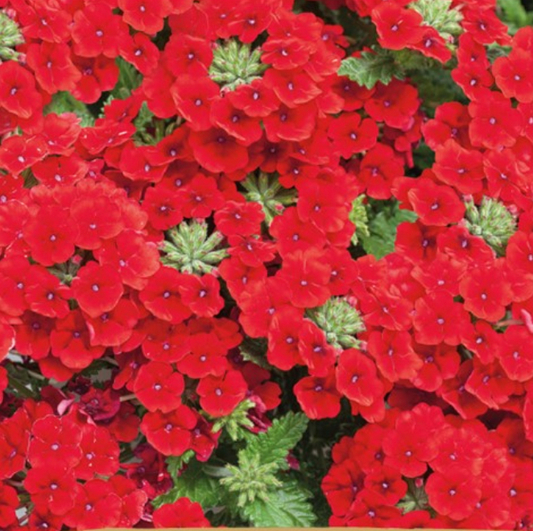 Verbena, Verbena x hybrida Voss 'QUARTZ H, RED'