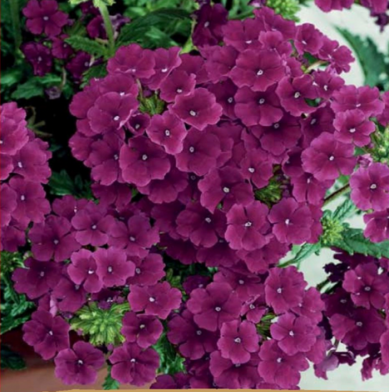 Verbena x hybrida Voss 'HYBRID VERBENA QUARTZ H BURGUNDY', Verbena