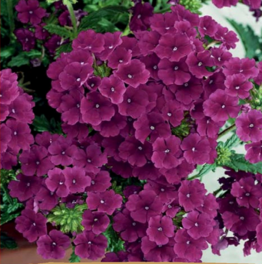 Verbena x hybrida Voss 'HYBRID VERBENA QUARTZ H BURGUNDY', Verbena