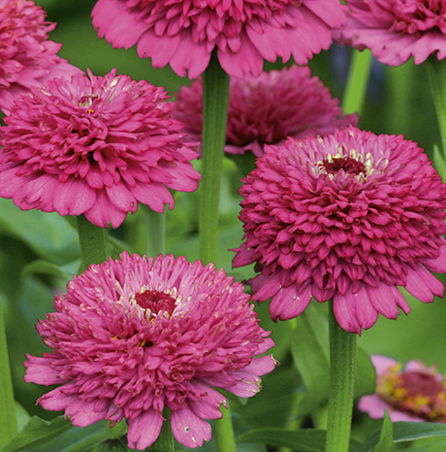 Zinnia 'ZINDERELLA PURPLE', Frøkenhat