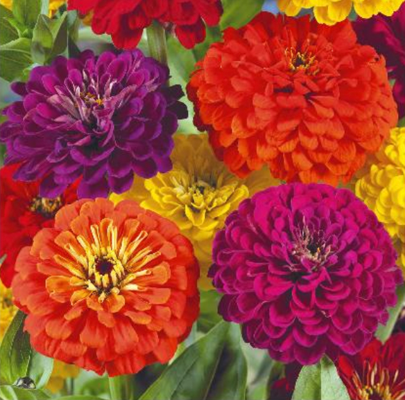 Zinnia elegans dahlienflora 'ZINNIA DIABLO', frøkenhat