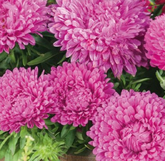 Callistephus chinensis 'CHINA ASTER COLOUR CARPET', Callistephus
