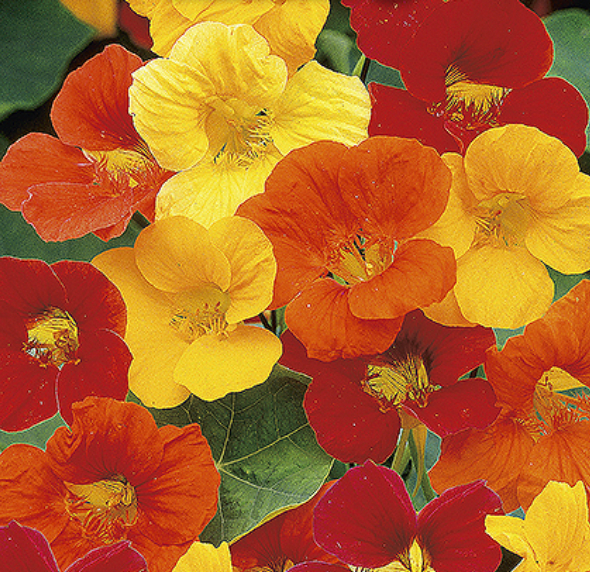 Tropaeolum majus 'NASTURTIUM SPLITFIRE', Tallerkensmækker