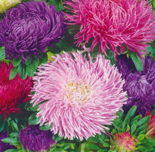 Asters, Callistephus chinensis 'CHINA ASTER KRALEN'